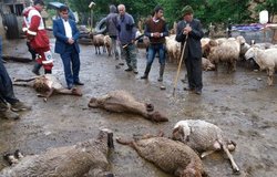 خسارات سیل به ۲۷۰کیلومتر راه عشایر&zwnj;ی ملکشاهی /۱۲۰ راس دام بر اثر سیل تلف شدند