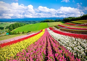 جاده‌ای غرق در گل! + فیلم