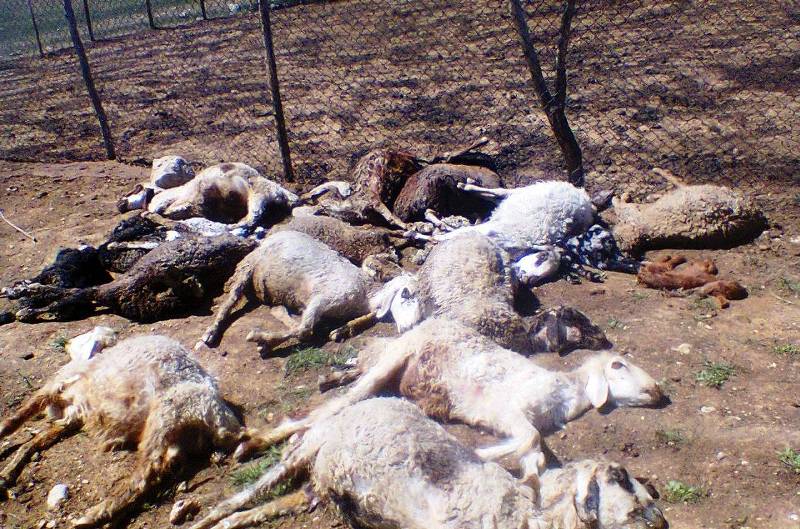 ۱۵ هزار راس دام عشایر در سیلاب&zwnj;های اخیر تلف شدند