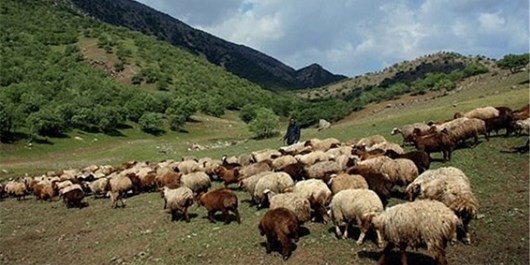 ممنوعیت چرای دام در مراتع تا پانزدهم اردیبهشت