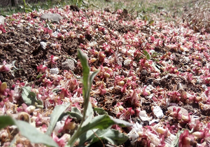 خسارت صد در صدی بارش تگرگ به بخش کشاورزی خاتم