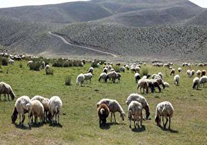 آغاز کودپاشی مراتع در خلیفان