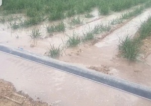 آب از سر ۳۱۵ هکتار از اراضی نیشکر هفت تپه گذشت
