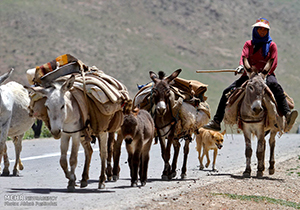 کوچ بهاره عشایر و دامداران فارس آغاز شد