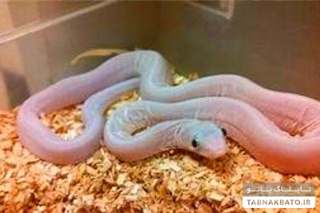 حیوانات عجیب و غریب دورگه + تصاویر