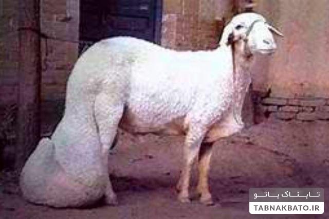 حیوانات عجیب و غریب دورگه + تصاویر