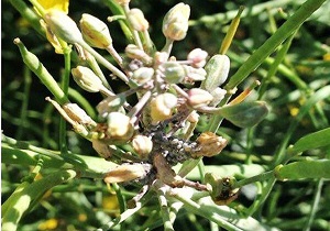 مبارزه با آفت شته در مزارع کلزای شهرستان البرز