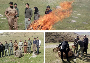 رها سازی ۵۰ پرنده به آغوش طبیعت در مهاباد