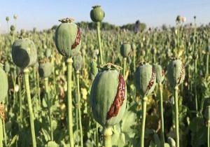 افشای نقش سیا در تولید و قاچاق مواد مخدر در افغانستان