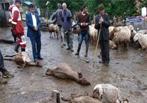 دام ها هم در استان سمنان از سیل در امان نماندند