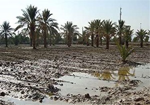 تعیین غرامت ۴۳ میلیارد ریالی برای کشاورزان خسارت دیده از سیل