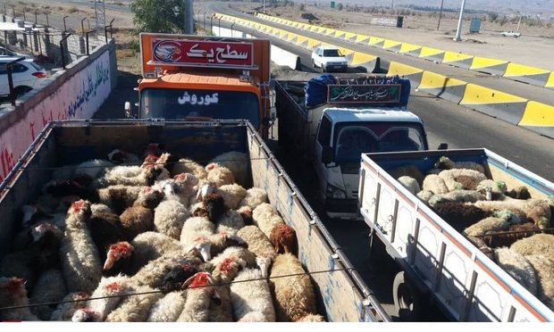 توقیف ۶۲ دستگاه خودرو غیر مجاز حامل دام در ملکان