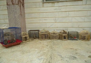 دستگیری یک متخلف درشهرستان سنندج