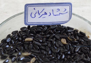 نگهداری از بنذر