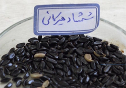 رونق اقتصاد گلستان به لطف دانه‌های سویا + فیلم