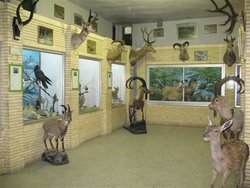بازدید رایگان از موزه تاریخ طبیعی زنجان