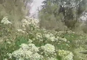 چشم‌اندازی از طبیعت دیدنی در «هیرمند» + فیلم