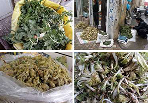 گیاهان خوراکی میهمان سفره مهابادی‌ها