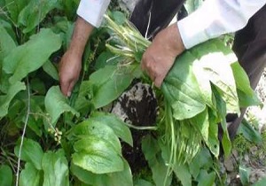 مجوز برداشت گیاهان بهاری برای روستاییان کردستان صادر شد
