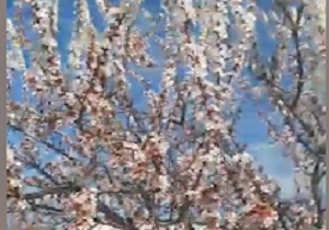 شکوفه‌های بهاری در روستای "اکبرآباد" + فیلم