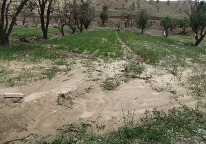 بهره مندی ۱۳ هزار کشاورز خسارت دیده از تسهیلات کم بهره