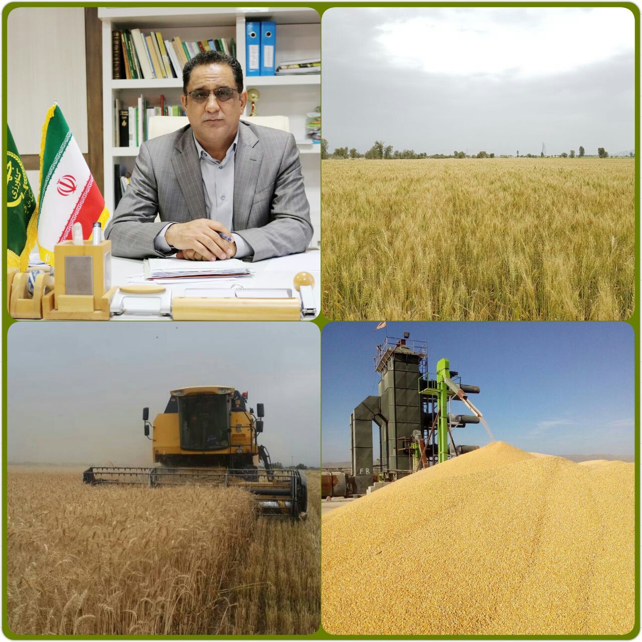 برداشت گندم از سطح بیش از ۴۰ هزار هکتار مزارع جنوب کرمان