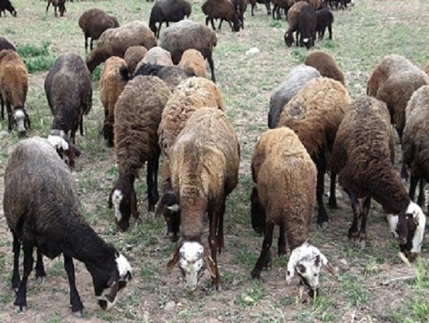 تعداد دام&zwnj;های مولد در نیم دوم سال ۹۷ کاهش یافته است
