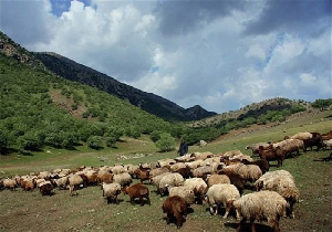 جریمه بیش از ۱۸ میلیون تومانی دامداران مهابادی