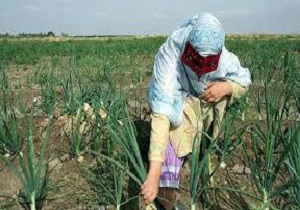 کشت ۳۲۰ هکتار سیب زمینی و پیاز در خراسان جنوبی