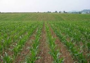 خسارت ۱۳۸ میلیارد ریالی به مزارع خرمشهر بر اثر سیلاب