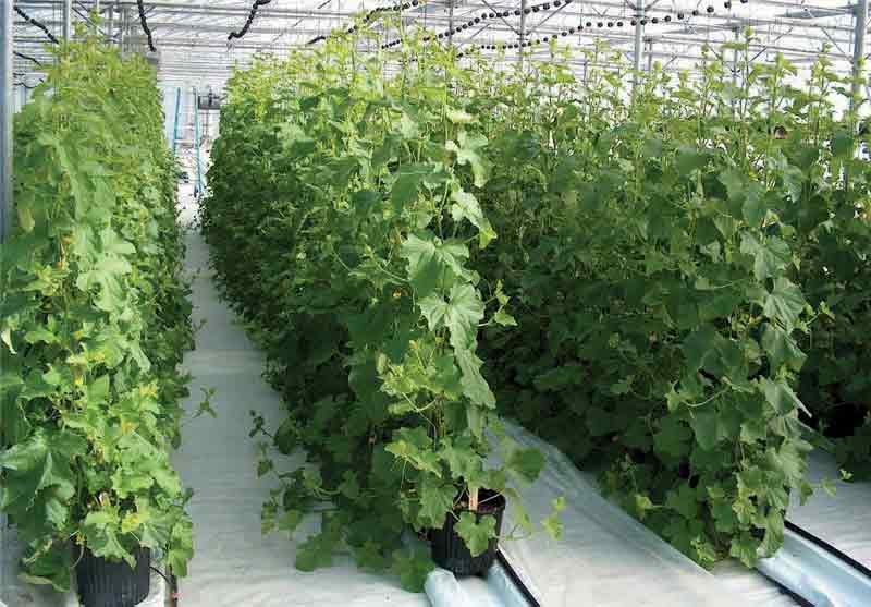 افزایش ظرفیت گلخانه&zwnj;های همدان به 200 هکتار