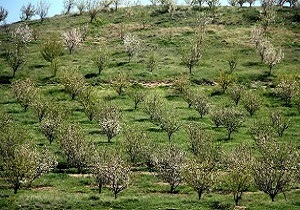 آغاز طرح توسعه باغ در زمین های شیب دار سمنان