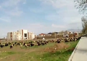 چرای گوسفندان در فضای سبز بلوار! + فیلم