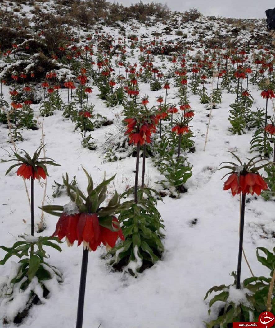لاله&zwnj;های واژگون در طبیعت برفی روستای 