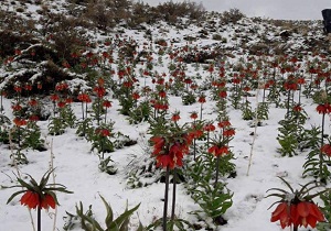 لاله‌های واژگون در طبیعت برفی روستای "چنارکل" عکس