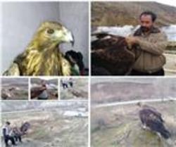 رها سازی یک بهله عقاب طلایی توسط محیط بانان در طبیعت انگوران