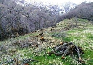 شناسایی متخلف قطع درختان بلوط در مریوان