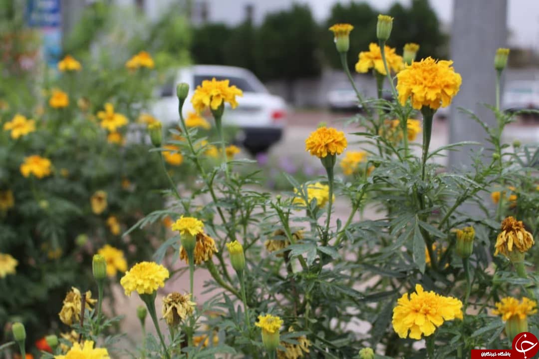 تداوم بارش باران و ناپایداری&zwnj;های جوی در استان بوشهر؛ فردا ابرها کم می&zwnj;شوند