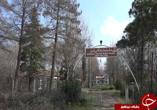 ذخیره سازی ۲۰ گونه جدید از قدیمی&zwnj;ترین فسیل زنده جهان در سه استان شمالی + فیلم