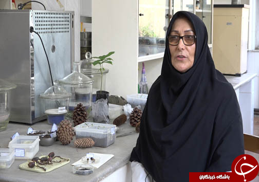 ذخیره سازی ۲۰ گونه جدید از قدیمی&zwnj;ترین فسیل زنده جهان در سه استان شمالی + فیلم