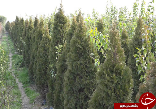 ذخیره سازی ۲۰ گونه جدید از قدیمی&zwnj;ترین فسیل زنده جهان در سه استان شمالی + فیلم