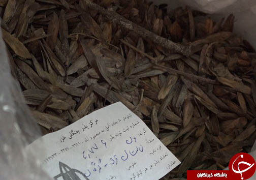 ذخیره سازی ۲۰ گونه جدید از قدیمی&zwnj;ترین فسیل زنده جهان در سه استان شمالی + فیلم