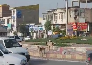 استراحتگاه سگ‌های ولگرد در وسط بلوار! + فیلم