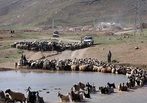 تلف شدن یکهزار راس دام شهرستان دلفان در اثر سیل