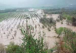 به زیر آب رفتن بیش از ۵ هزار هکتار از زمین های کشاورزی بخش اسماعیلیه اهواز