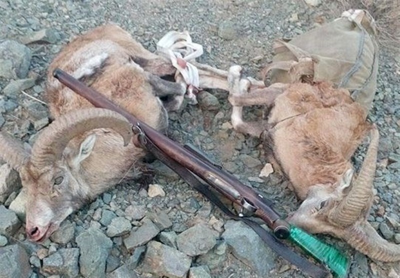 کشف اجزاء و لاشه دو رأس کل و بز وحشی در مشهد