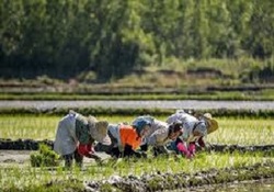 روایتی دیدنی از پرورش ماهی و اردک در یک شالیزار + فیلم