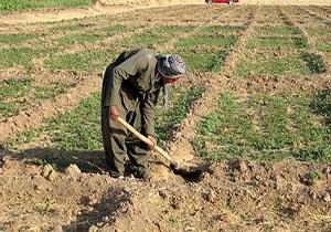 کشاورزان کردستانی بیش از ۴ هزار میلیارد ریال تسهیلات دریافت کردند