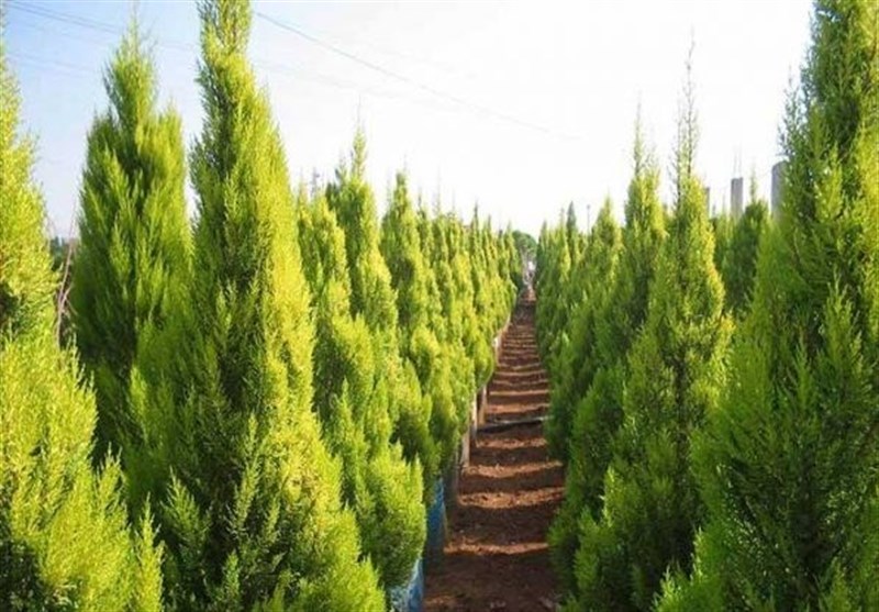 پاسخ به یک ادعا/آیا این درخت زینتی با روح و روان شهروندان بازی می&zwnj;کند؟