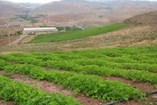 حدود سه هزار هکتار مزارع استان اصفهان زیرکشت گلرنگ